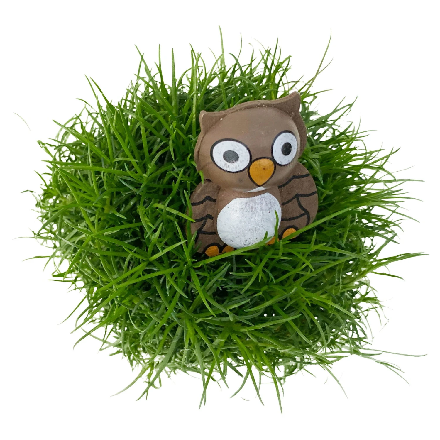 Sternmoos Mit Eulenstecker, Topf-Ø 6 Cm, 12er-Set 1 Sternmoos Mit Eulenstecker, Topf-Ø 6 Cm, 12er-Set