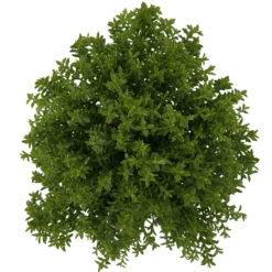 Hebe 'Green Boys®', Topf-Ø 6 Cm, 12er-Set -Zimmer & Garten Verkäufe 0664400080 Hebe Green Boys Mini T6 12er Set 4 116181