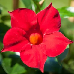 Dipladenie Rot, Busch, Topf-Ø 13/14 Cm, 3er-Set -Zimmer & Garten Verkäufe 0670110006 0670110013 0670110041 0670110043 0670110079 0670110119 0670110123 0670110125 0670110134 0670110149 0670110210 0670110216 Dipladenia Busch rot 76807