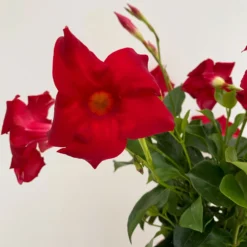 Dipladenie Rot, Busch, Topf-Ø 13/14 Cm, 3er-Set -Zimmer & Garten Verkäufe 0670110216 Dipladenia Busch rot 3er Set 4 111028