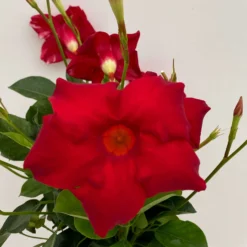 Dipladenie Rot, Busch, Topf-Ø 13/14 Cm, 3er-Set -Zimmer & Garten Verkäufe 0670110216 Dipladenia Busch rot 3er Set 5 111027