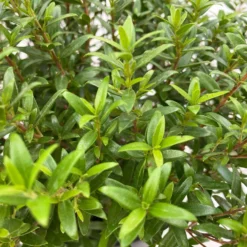 Myrte Weiß, Busch, Topf-Ø 15 Cm, Höhe Ca. 25 Cm, 2er-Set 16 Myrte Weiß, Busch, Topf-Ø 15 Cm, Höhe Ca. 25 Cm, 2er-Set -Zimmer & Garten Verkäufe 0670200111 Myrtus microphylla Busch T15 2er Set 10 109728