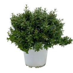 Myrte Weiß, Busch, Topf-Ø 15 Cm, Höhe Ca. 25 Cm, 2er-Set 13 Myrte Weiß, Busch, Topf-Ø 15 Cm, Höhe Ca. 25 Cm, 2er-Set -Zimmer & Garten Verkäufe 0670200111 Myrtus microphylla Busch T15 2er Set 1 109786