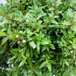 Myrte Weiß, Busch, Topf-Ø 15 Cm, Höhe Ca. 25 Cm, 2er-Set 15 Myrte Weiß, Busch, Topf-Ø 15 Cm, Höhe Ca. 25 Cm, 2er-Set -Zimmer & Garten Verkäufe 0670200111 Myrtus microphylla Busch T15 2er Set 4 109727