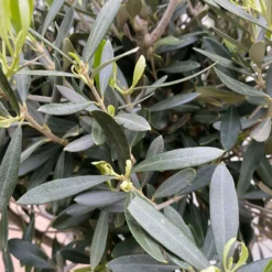 Olivenbaum, Stämmchen, Topf-Ø Ca. 32 Cm, Höhe Ca. 140 Cm -Zimmer & Garten Verkäufe 0680200020 Koelle Olea europaea Stamm T33 4 90761