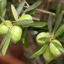 Olivenbaum 'Florida', Stamm, Topf-Ø Ca. 33 Cm, Höhe Ca. 150 Cm -Zimmer & Garten Verkäufe 0680200048 0680200051 0680200054 0680200057 0680200061 0680200075 Koelle Olea europaea Busch1 76776 1