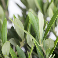 Olivenbaum 'Florida', Stamm, Topf-Ø Ca. 33 Cm, Höhe Ca. 150 Cm -Zimmer & Garten Verkäufe 0680200048 0680200051 0680200054 0680200057 0680200061 0680200075 Koelle Olea europaea Busch 76777 1