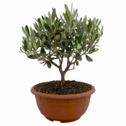 Olivenbaum 'Bonsai', Topf-Ø 20 Cm, Höhe Ca. 45 Cm -Zimmer & Garten Verkäufe 0680200051 Olea europaea Schale T20 Bonsai 1 114177