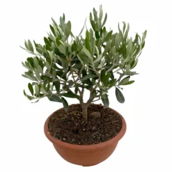 Olivenbaum 'Bonsai', Topf-Ø 20 Cm, Höhe Ca. 45 Cm -Zimmer & Garten Verkäufe 0680200051 Olea europaea Schale T20 Bonsai 3 114178