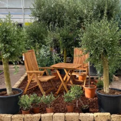 Olivenbaum 'Florida', Stamm, Topf-Ø Ca. 33 Cm, Höhe Ca. 150 Cm -Zimmer & Garten Verkäufe 0680200116 Koelle Olea europaea T65 Florida 9 94740