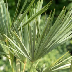 Hanfpalme, Topf-Ø 22 Cm, Höhe Ca. 60-70 Cm -Zimmer & Garten Verkäufe 0680300013 0680300032 0680300137 0680300048 Trachycarpus fortuneii T24 H60 1 78542