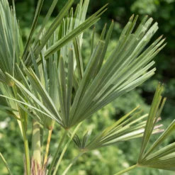 Hanfpalme, Topf-Ø 22 Cm, Höhe Ca. 60-70 Cm -Zimmer & Garten Verkäufe 0680300013 0680300032 0680300137 0680300048 Trachycarpus fortuneii T24 H60 78541