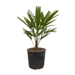 Hanfpalme, Topf-Ø 22 Cm, Höhe Ca. 60-70 Cm