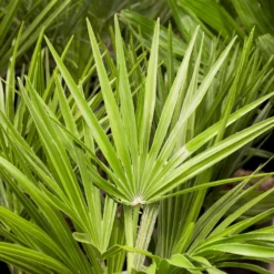 Chamaerops Humilis, Topf-Ø 22 Cm, Höhe Ca. 70 Cm -Zimmer & Garten Verkäufe 0680300018 0680300116 0680300138 Chamaerops humilis 1 78543 2