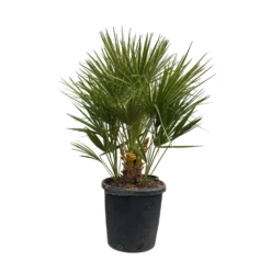 Chamaerops Humilis, Topf-Ø 35 Cm, Höhe Ca. 100-120 Cm