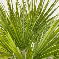 Chamaerops Humilis, Topf-Ø 35 Cm, Höhe Ca. 100-120 Cm -Zimmer & Garten Verkäufe 0680300037 Chamaerops humilis T35 3 90760 1