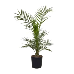 Zimmer & Garten Verkäufe -Zimmer & Garten Verkäufe 0680300045 Phoenix canariensis T22 H100 3 92455