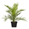 Dattelpalme, Topf-Ø 20/22 Cm, Höhe Ca. 100 Cm