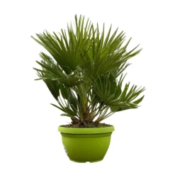 Chamaerops Humilis 'Sicilia', Topf-Ø 24 Cm, Höhe Ca. 60 Cm