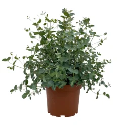 Eukalyptus, Busch, Topf-Ø 19 Cm, Höhe Ca. 45 Cm