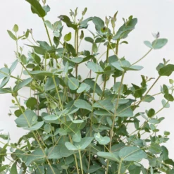 Eukalyptus, Busch, Topf-Ø 19 Cm, Höhe Ca. 45 Cm -Zimmer & Garten Verkäufe 0680400016 Eucalyptus gunnii Busch T19 3 106636