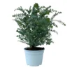 Eukalyptus 'Baby Blue', Busch, Topf-Ø 20 Cm