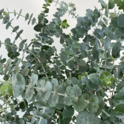 Eukalyptus 'Baby Blue', Busch, Topf-Ø 20 Cm -Zimmer & Garten Verkäufe 0680400059 Eukalyptus gunnii Busch T20 Baby Blue WS 4 98457