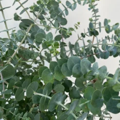 Eukalyptus 'Baby Blue', Busch, Topf-Ø 20 Cm -Zimmer & Garten Verkäufe 0680400059 Eukalyptus gunnii Busch T20 Baby Blue WS 5 98460