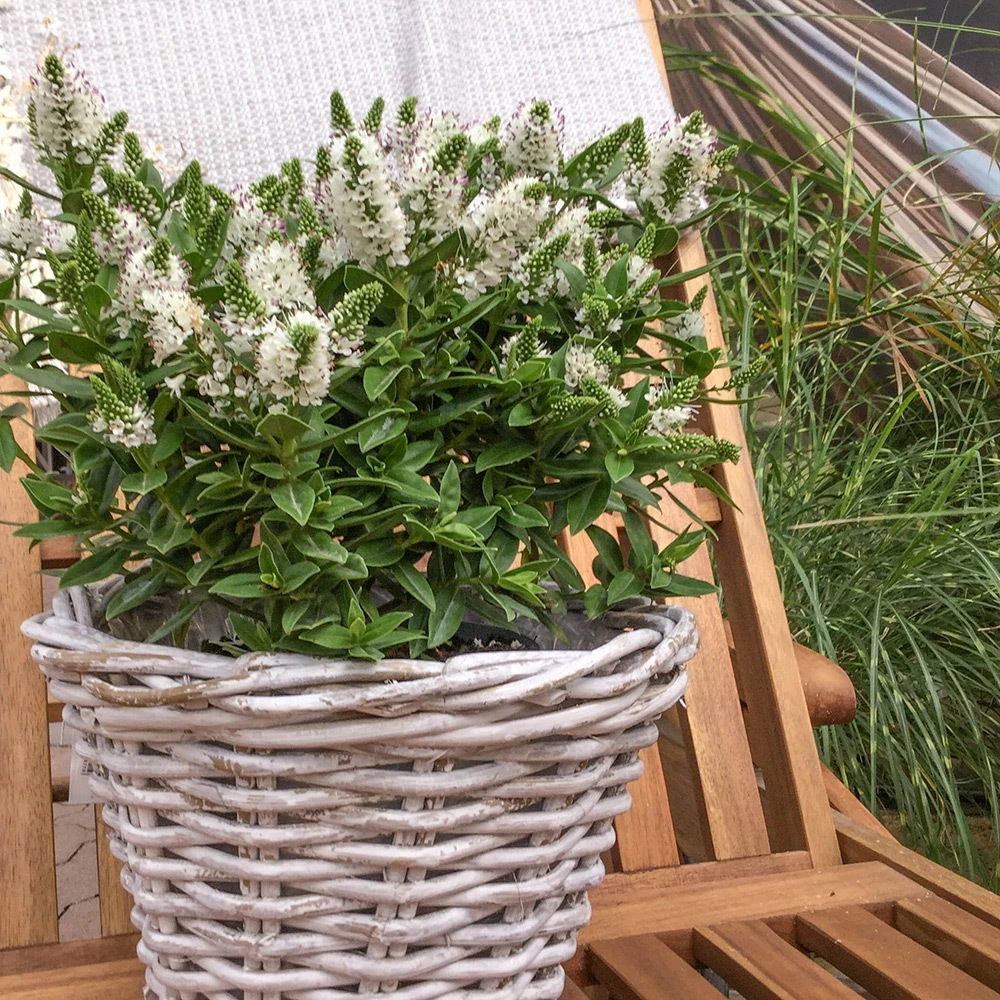 Hebe Weiß, Topf-Ø 19 Cm, 2er-Set 2 Hebe Weiß, Topf-Ø 19 Cm, 2er-Set - Image 2