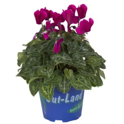 Alpenveilchen 'Outland', Lila/rosa, Topf-Ø 10,5 Cm, 6er-Set 7 Alpenveilchen 'Outland', Lila/rosa, Topf-Ø 10,5 Cm, 6er-Set -Zimmer & Garten Verkäufe 0690100131 koelle cyclamen t105 lila outland 1 68833