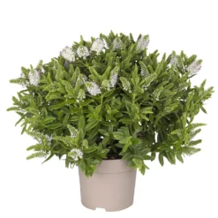 Hebe Weiß, Topf-Ø 15 Cm, 3er-Set