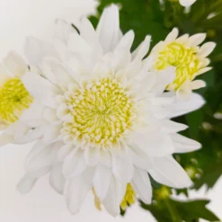 Chrysanthemen 'Chrysanne® Grandezza White', Weiß, Topf-Ø 13 Cm, 6er-Set -Zimmer & Garten Verkäufe 0690110205 Koelle Chrysanthemum indicum Chrysanne Grandezza White Set 6 16 81524