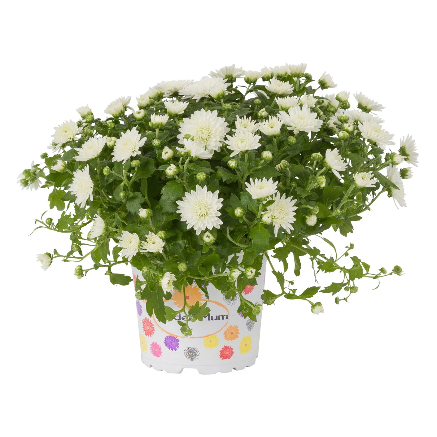 Chrysanthemen, Weiß, Topf-Ø 12 Cm, 6er-Set 1 Chrysanthemen, Weiß, Topf-Ø 12 Cm, 6er-Set