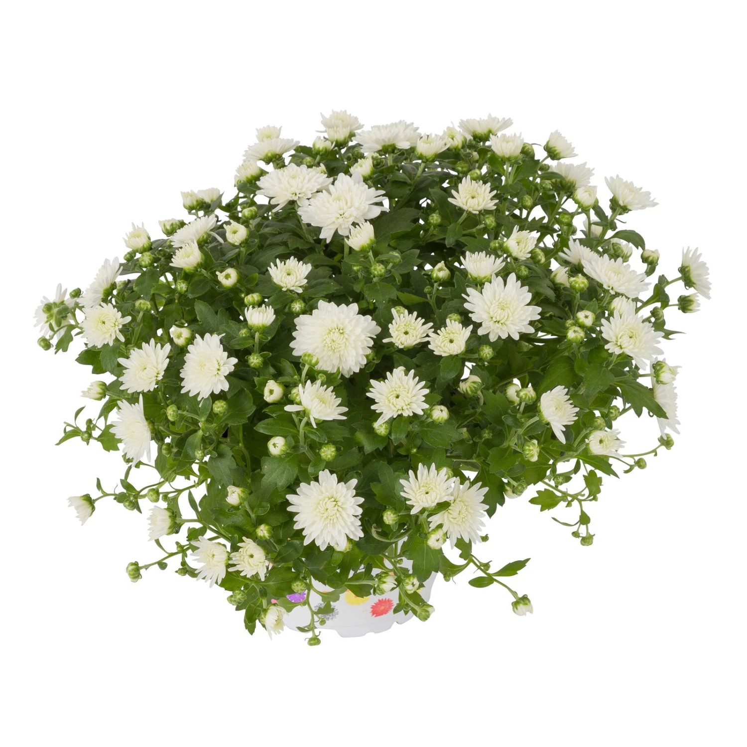 Chrysanthemen, Weiß, Topf-Ø 12 Cm, 6er-Set 2 Chrysanthemen, Weiß, Topf-Ø 12 Cm, 6er-Set - Image 2
