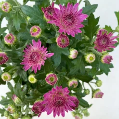 Chrysanthemen, Farben Nach Verfügbarkeit, Topf-Ø 10,5 Cm, 8er-Set -Zimmer & Garten Verkäufe 0690120042 Chrysanthemum multiflora 8er Set lila 7 112605