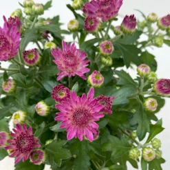 Chrysanthemen, Farben Nach Verfügbarkeit, Topf-Ø 10,5 Cm, 8er-Set -Zimmer & Garten Verkäufe 0690120042 Chrysanthemum multiflora 8er Set lila 9 112606