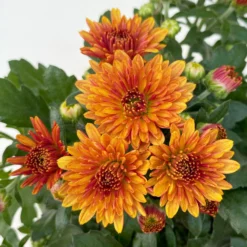 Chrysanthemen, Farben Nach Verfügbarkeit, Topf-Ø 10,5 Cm, 8er-Set -Zimmer & Garten Verkäufe 0690120044 Chrysanthemum multiflora 8er Set bronze 5 112609