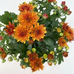 Chrysanthemen, Farben Nach Verfügbarkeit, Topf-Ø 10,5 Cm, 8er-Set -Zimmer & Garten Verkäufe 0690120044 Chrysanthemum multiflora 8er Set bronze 6 112610