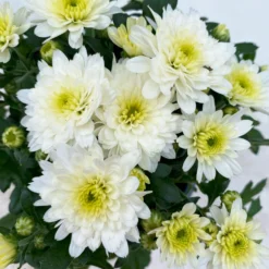 Chrysanthemen, Farben Nach Verfügbarkeit, Topf-Ø 10,5 Cm, 8er-Set -Zimmer & Garten Verkäufe 0690120045 Chrysanthemum multiflora 8er Set weiss 5 112611