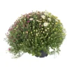 Chrysanthemen-Busch 'Trio', Gelb-weiß-lila, Topf-Ø 19 Cm, 2er-Set
