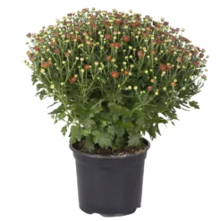 Chrysanthemen-Busch, Gelb-bronze-rot, Topf-Ø 19 Cm, 3er-Set -Zimmer & Garten Verkäufe 0690130086 chrysanthemen multiflora busch t19 bronze durchmesser 40cm 1 68853