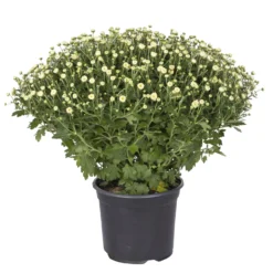 Chrysanthemen-Busch, Gelb-lila-weiß, Topf-Ø 19 Cm, 3er-Set -Zimmer & Garten Verkäufe 0690130088 koelle chrysanthemen multiflora busch t19 weiss durchmesser 40cm 1 68851