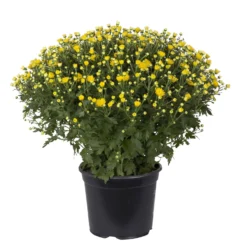 Chrysanthemen-Busch, Gelb-lila-weiß, Topf-Ø 19 Cm, 3er-Set -Zimmer & Garten Verkäufe 0690130089 koelle chrysanthemen multiflora busch t19 gelb durchmesser 40cm 1 68850