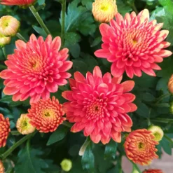 Chrysanthemen-Busch, Gelb-bronze-rot, Topf-Ø 19 Cm, 3er-Set -Zimmer & Garten Verkäufe 0690130119 Chrysanthemum multiflora Buesche bronze image003 79590