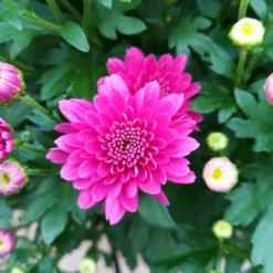 Chrysanthemen-Busch, Gelb-lila-weiß, Topf-Ø 19 Cm, 3er-Set -Zimmer & Garten Verkäufe 0690130121 Chrysanthemum multiflora Buesche lila image005 79583