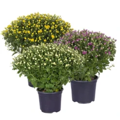Chrysanthemen-Busch, Gelb-lila-weiß, Topf-Ø 19 Cm, 3er-Set