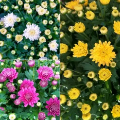 Chrysanthemen 'Trio', Gelb-weiß-lila, Busch, Topf-Ø 14 Cm, 4er-Set -Zimmer & Garten Verkäufe 0690130158 Koelle Chrysanthemum multifl Trio T14 lila gelb weiss 4er Set WS 94924