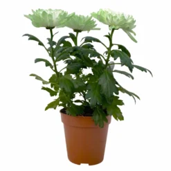 Chrysantheme 'Zembla Make-Upz® Uno Mix, Farben Zufällig, Topf-Ø 13 Cm, 3er-Set -Zimmer & Garten Verkäufe 0690140089 Chrysanthemum Zembla T13 Next White Make Upz UnoMix gruen 3er Set 1 115280