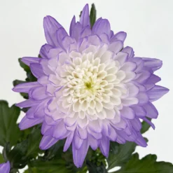 Chrysantheme 'Zembla Make-Upz® Uno Mix, Farben Zufällig, Topf-Ø 13 Cm, 3er-Set -Zimmer & Garten Verkäufe 0690140089 Chrysanthemum Zembla T13 Next White Make Upz UnoMix lila 3er Set 6 .JPG 115111