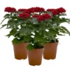 Chrysantheme 'Zembla Next Red' Rot, Großblumig, Topf-Ø 13 Cm, 3er-Set